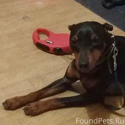 Пропала собака, цвергпинчер, девочка, 7 лет, кличка Баффи