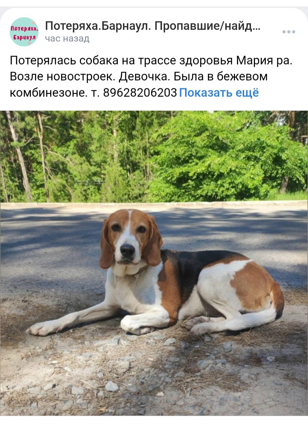 Потерялась собака