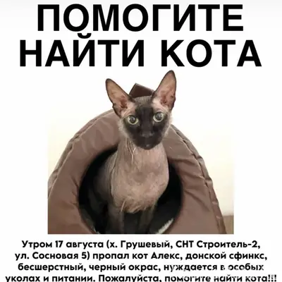 Пропал сфинкс!!