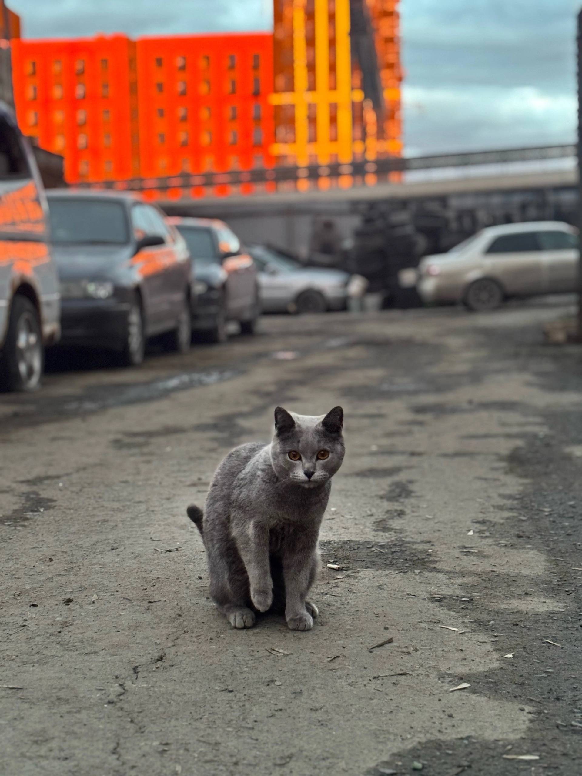 Пропал кот