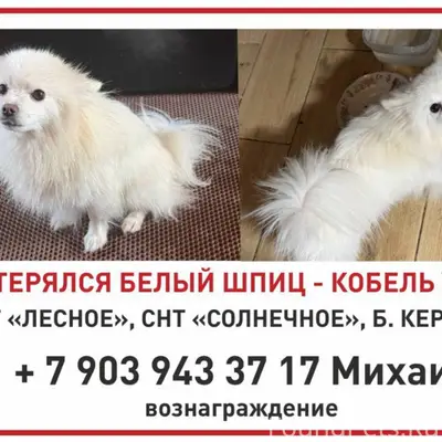 Малый немецкий шпиц