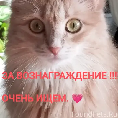 Потерялась кошечка АСЯ 