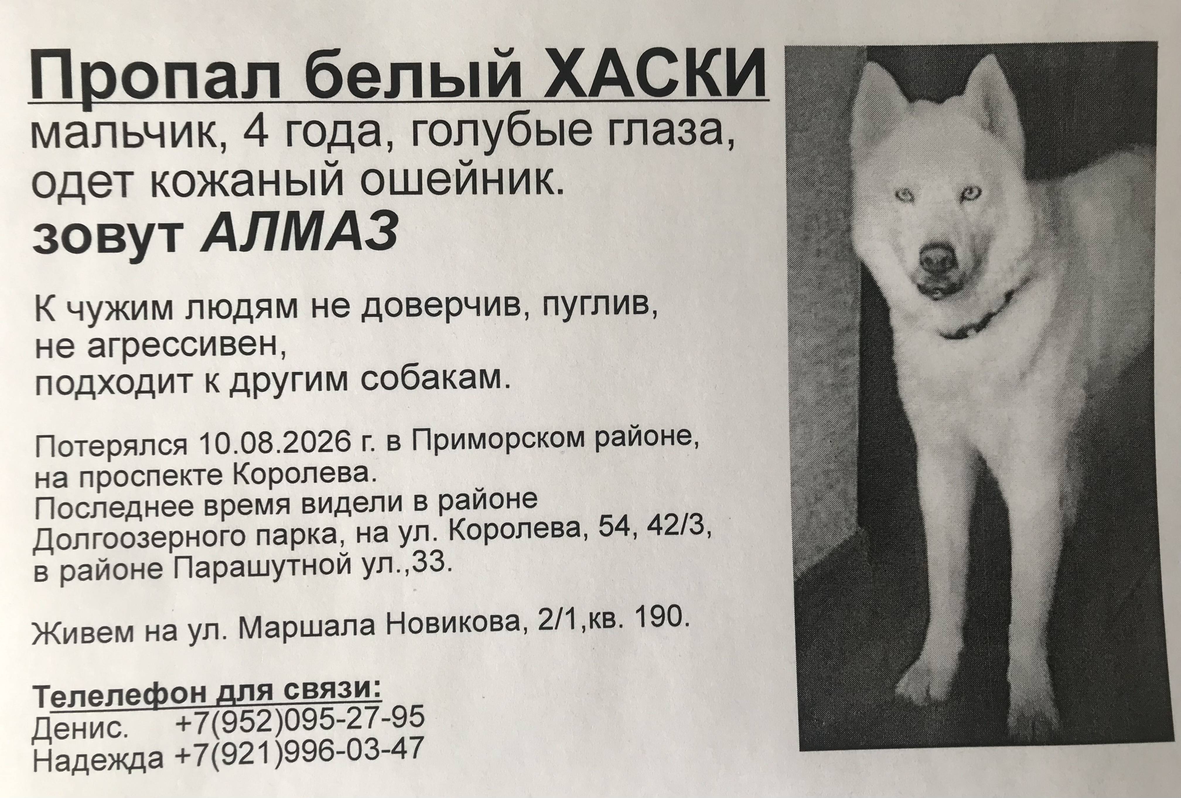 Пропал белый ХАСКИ. 