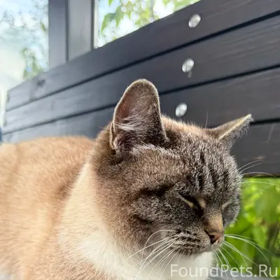 Найдена кошка, Северное шоссе, 3