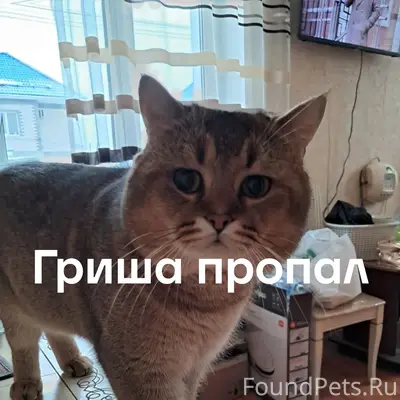 Пропала собака, СНТ Колос2