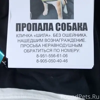 Пропала собака, Шилово