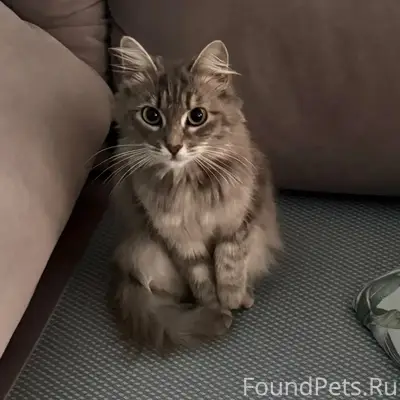 Найдена молодая кошка, без дома