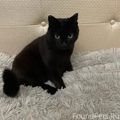 Найдена кошка, район ГСК «Обь»