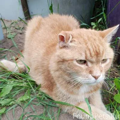 Найден рыжий кот, СНТ 'Пламя'