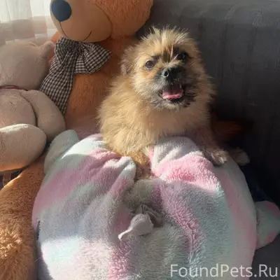 Пропала рыжая собака Мейси, Березовский