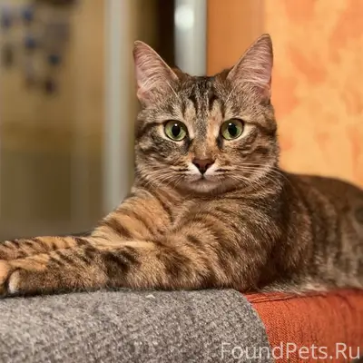 Пропала кошка, Военный городок