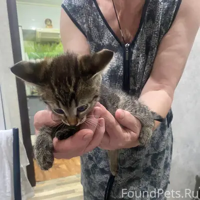 Найден котенок, проезд Трех Коммунистов