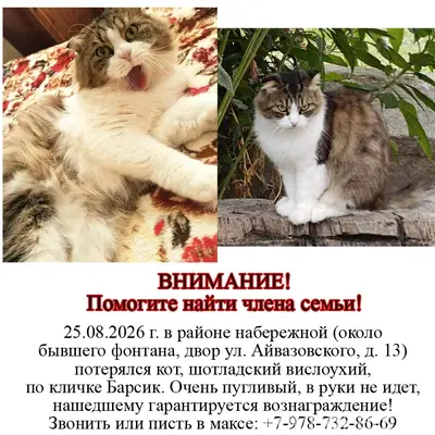 Пропал кот,
