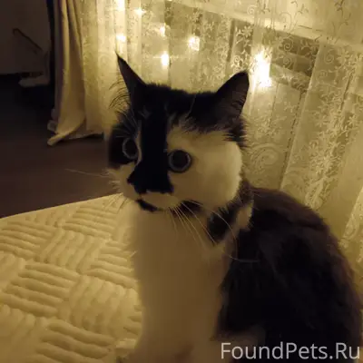 Пропала кошка