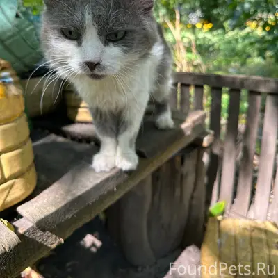 Пропал кот, Торпедо, Воронеж