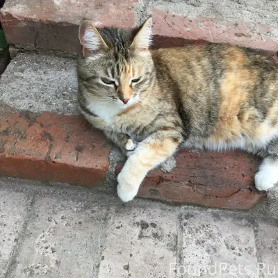 Пропала кошка, ул. Славная