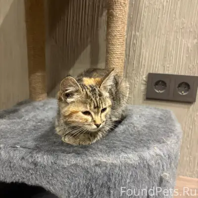 Найден котёнок, село Семилуки
