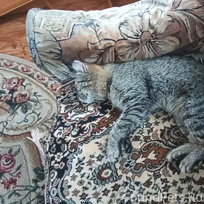 Пропал котик Барсик, Пустошь-Бор
