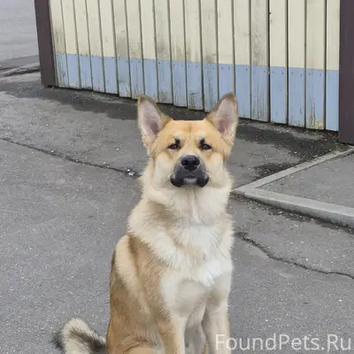 Найден кобель, район Фабрика