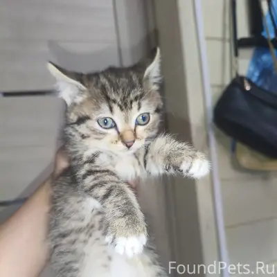 Найден котёнок, Литвиново