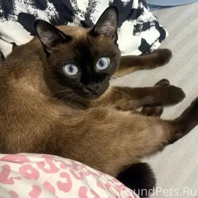 Пропала кошка, район Байконур, Калуга