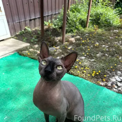Потерялся кот