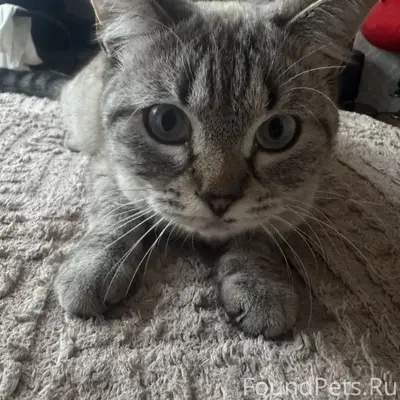 Найден кот, Подольск, мкр. Кузнечики