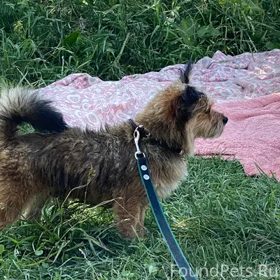 Пропал пёс Стёпа, старая часть