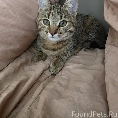 Пропала кошка (котёнок), Семёновское