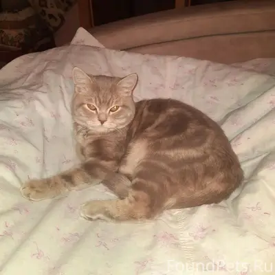 Найден кот, Верхнеуральск
