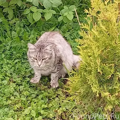 Найдена кошка, Марьин Лог