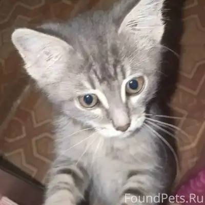 Пропал котёнок, серый, ул. Олега Кошевого