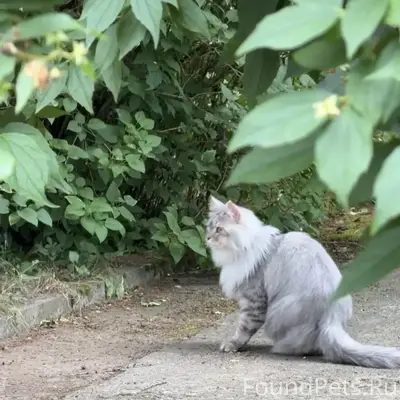 Пропал кот Лео, невская маскарадная, деревня Маклино