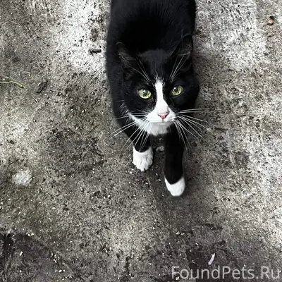 Пропали кошки, черный с белым, серо-белый и британка, Ангарск