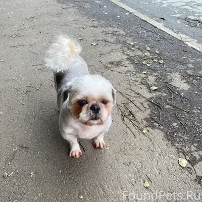 Пропал пёс Оливер, Эльмаш
