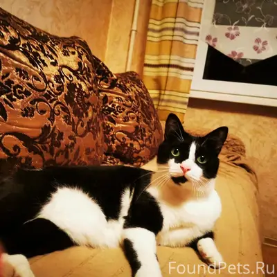 Пропал кот Феликс, ул. Степана Злобина