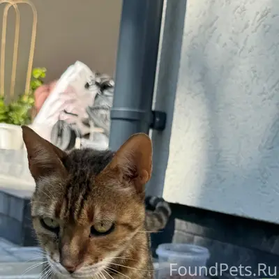 Найдена кошка, похожа на бенгальскую, без дома