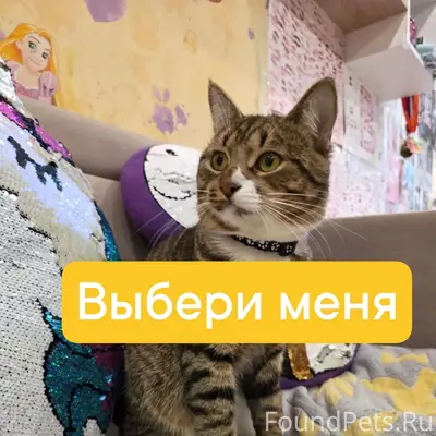 Найден кот Аполлон