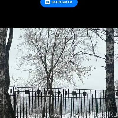 Пропала Акита, может находиться в деревне или микрорайоне