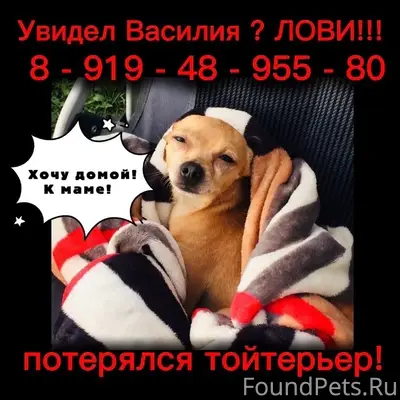 Пропал тойтерьер Василий, Краснокамск