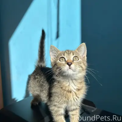 Найдена маленькая кошка, Павлово