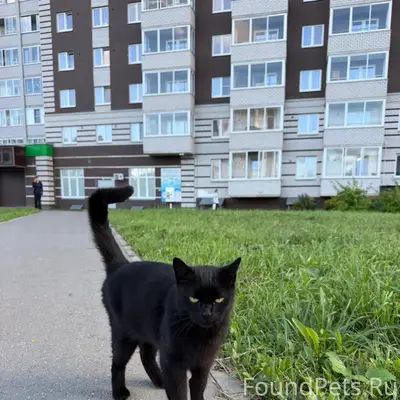 Найден кот, район Новгородская, 40