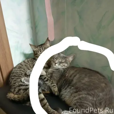 Пропала кошка Сима, район станционной