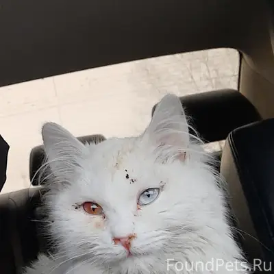 Пропала кошка, п. Пыра