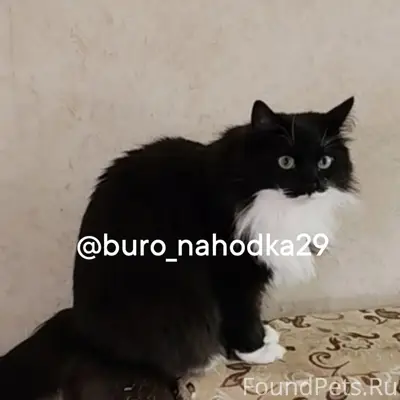 Пропала чёрно-белая кошка Пуша, СНТ Дружба