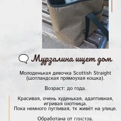 Найдена кошка Мурзалина, Комсомольская Набережная