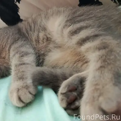 Пропал котёнок, Бармашур
