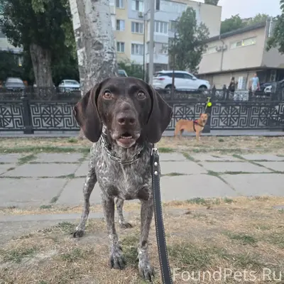 Пропала сука курцхаара Кара, Симферополь