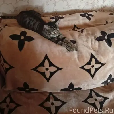 Пропал кот Персик, Кузнецкий район