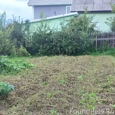 Пропал котёнок Котя или Тиша, г. Нижняя Салда